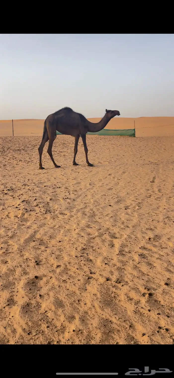 بكره 0