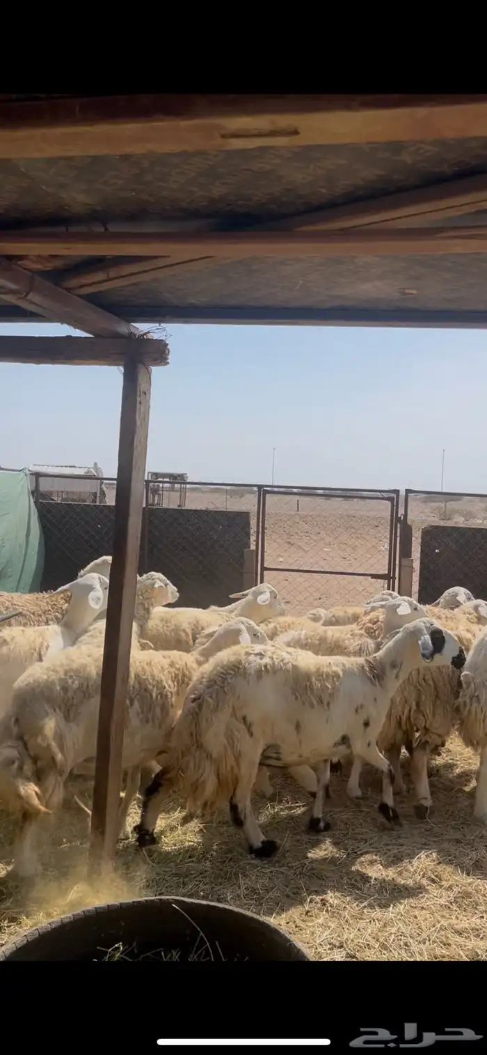 ضان صنف الصنف دفيع 0