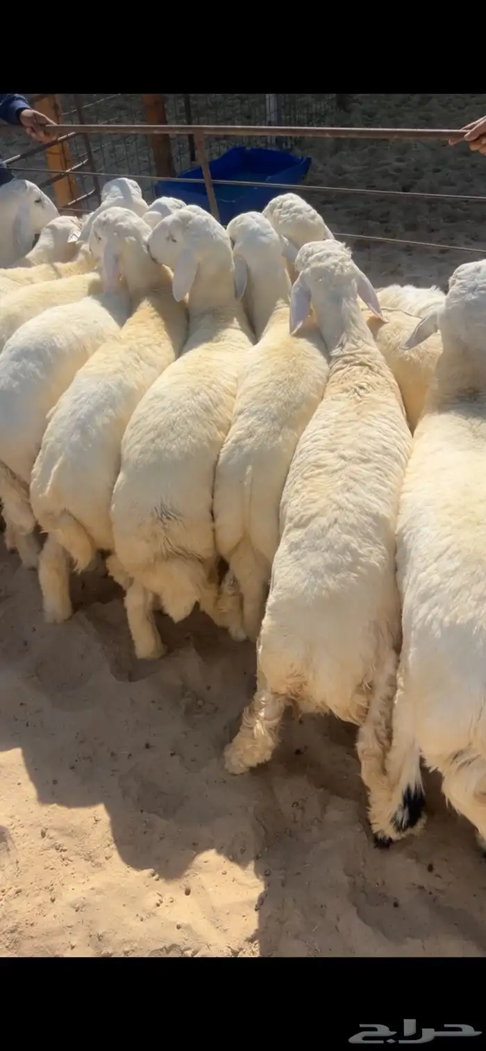 حريات كفو ثلاجه اومناسبات ونعيم فاخر جبر ناهي ووسط وهرافي 3
