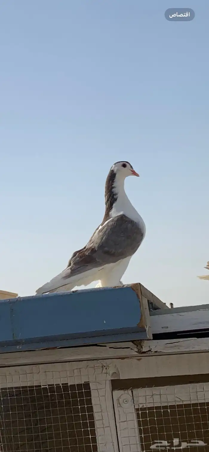 حمام شيرازي للبيع 1