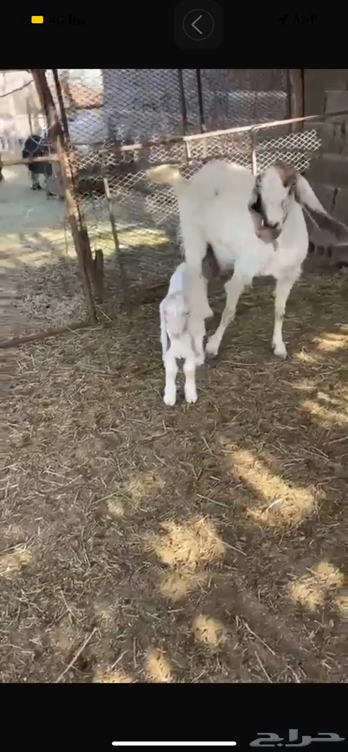 عنز معه تيس مشروكه 4