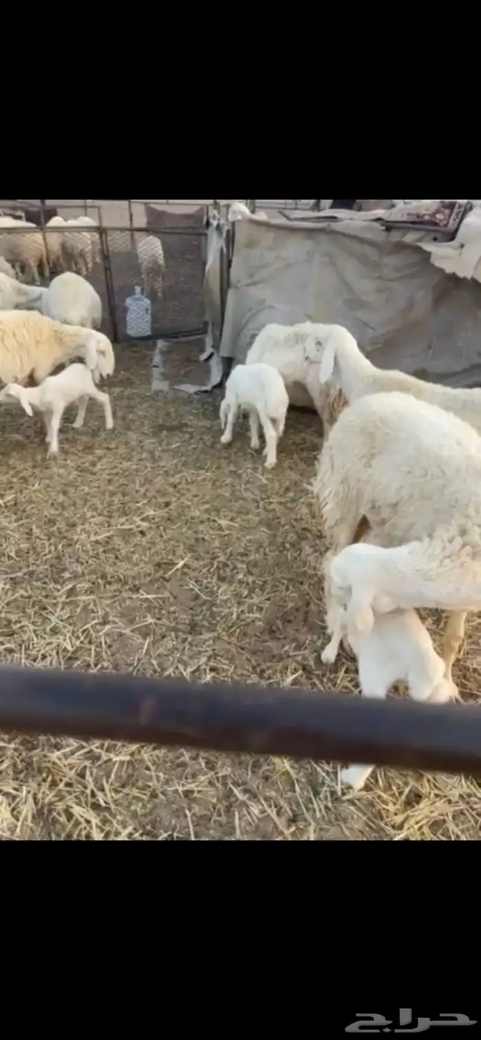 خلفات غنم 4