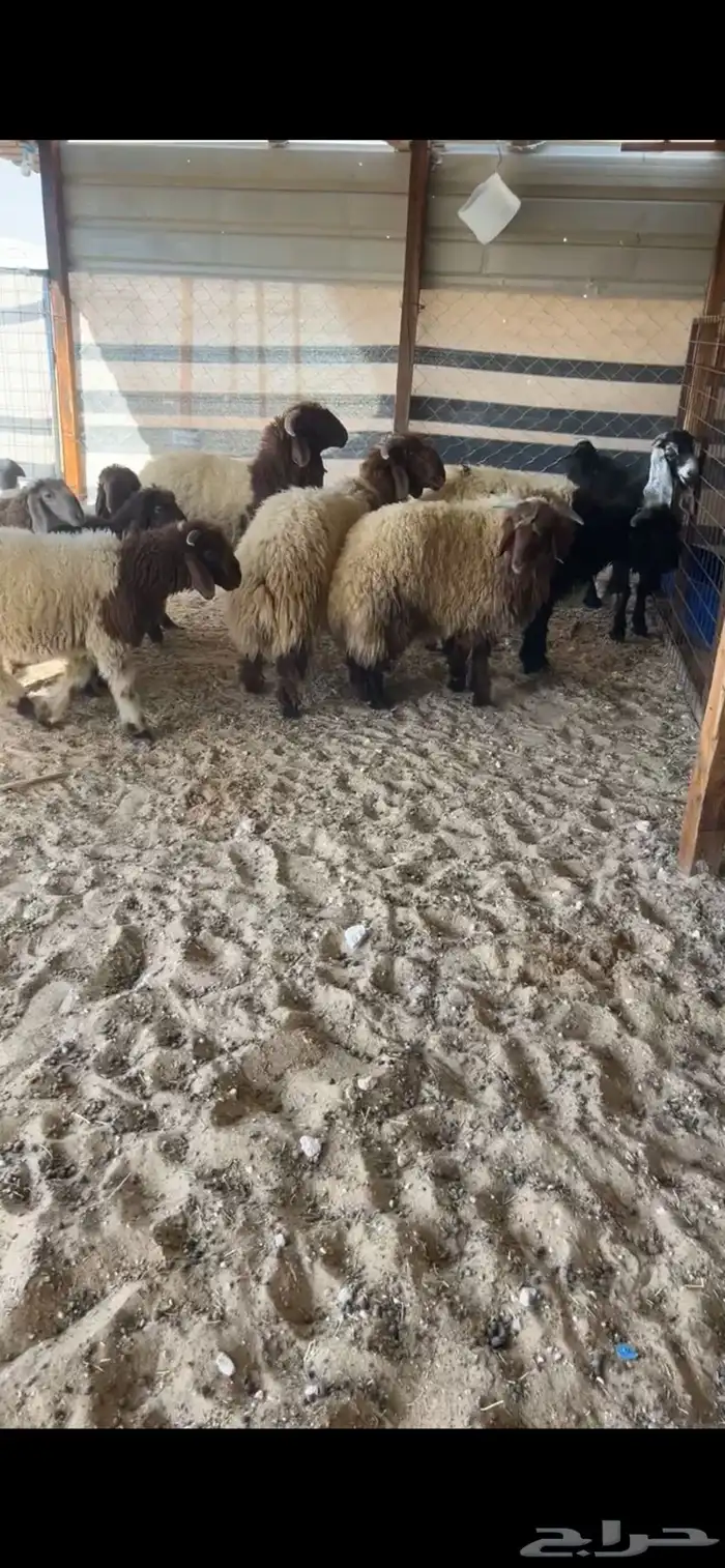نعيم 11