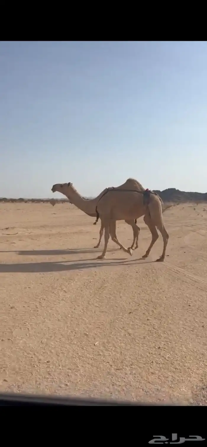 عشرا شقحا جذعه 0