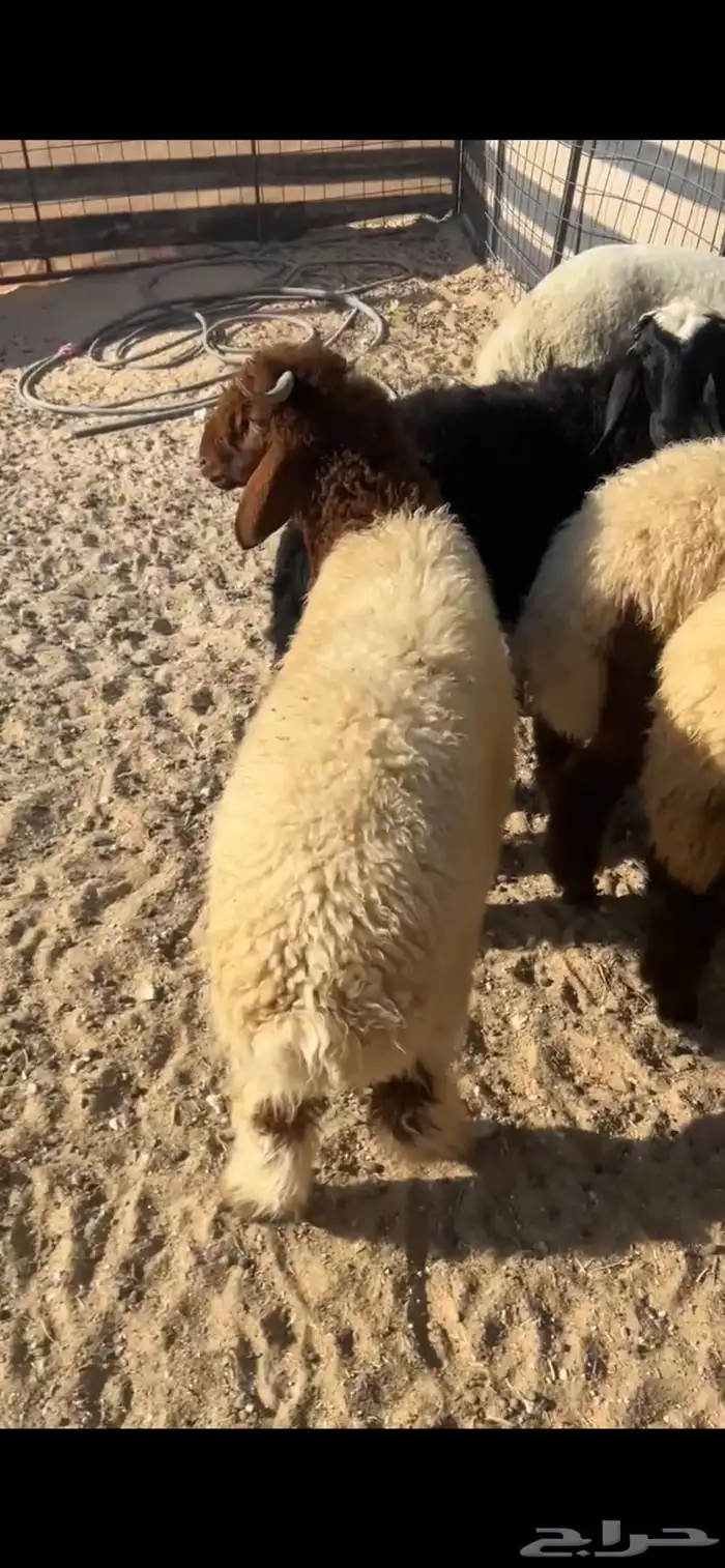 نعيم 5