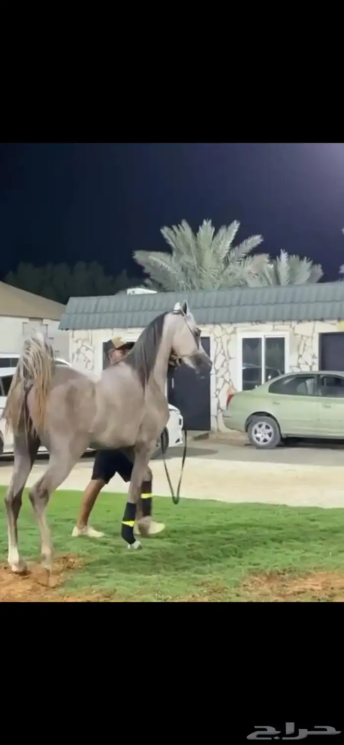 حصان واهو. ورق. ولد بطل العالم الاكسندر 3