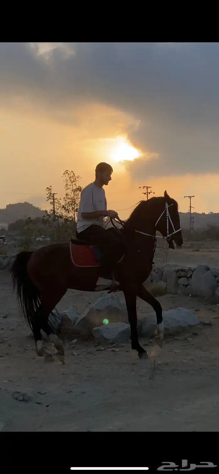 حصان شعبي طرب 2
