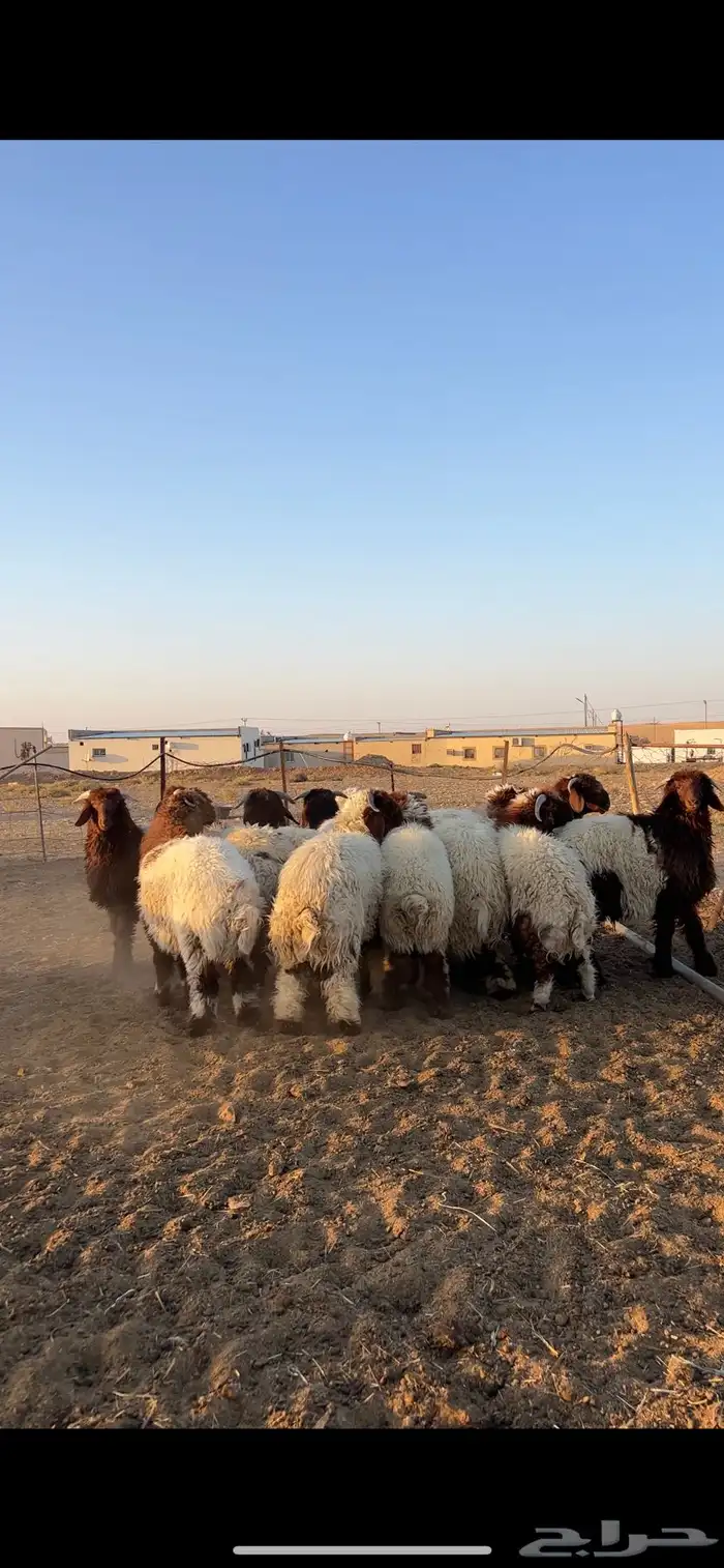 بهم للبيع 1