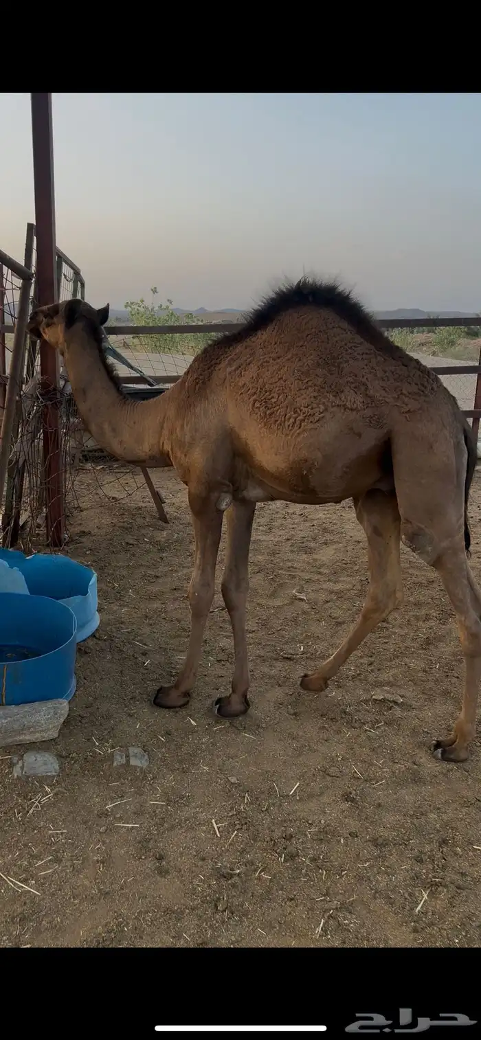 قعدان 1
