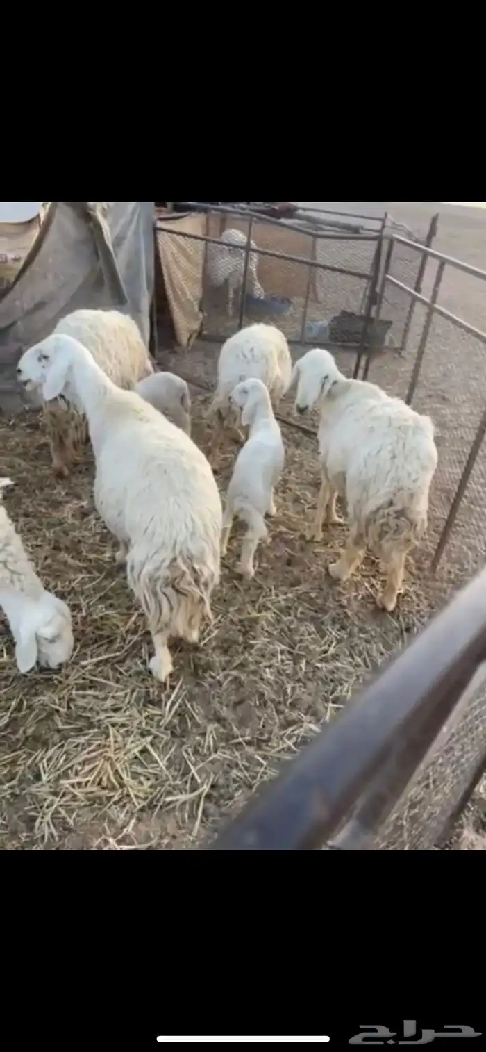 خلفات غنم 7