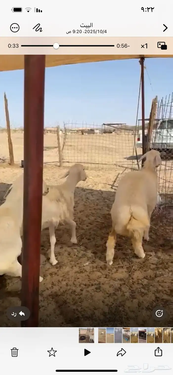 رخال صنف 2