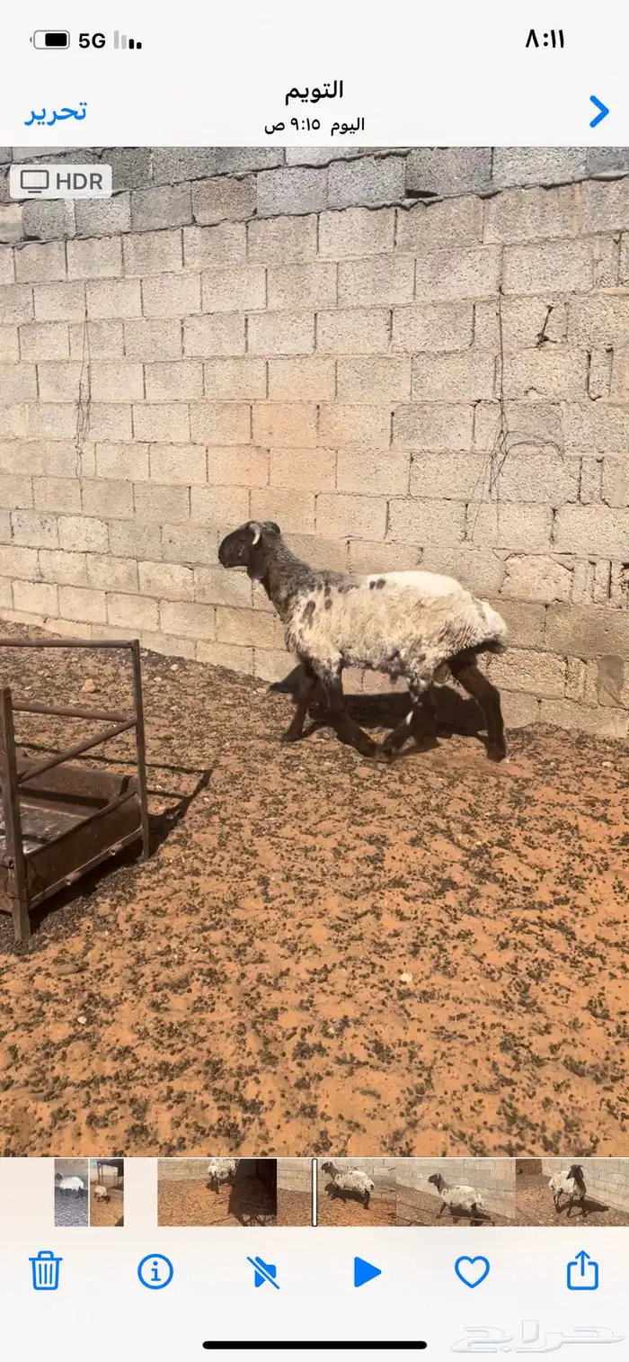خروف نعيمي 0