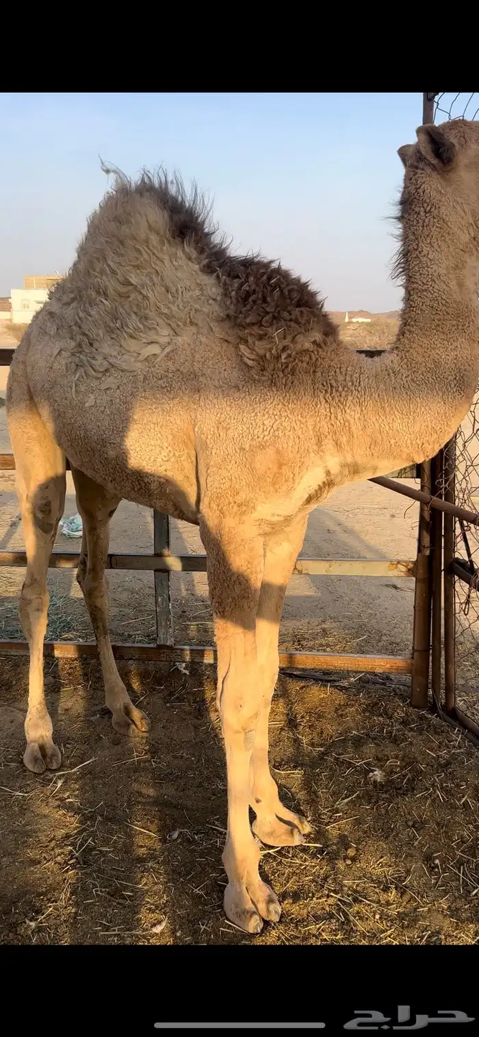 للبيع قعود مفرود مسحوب من امه 2
