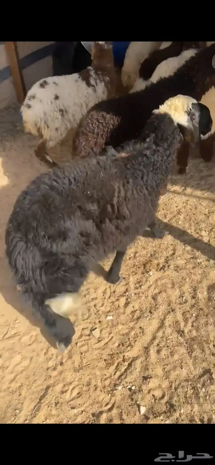 نعيم 0
