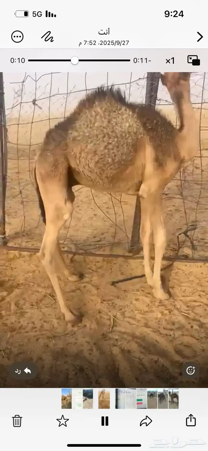 للبيع حاشي عمره 4 شهور 3