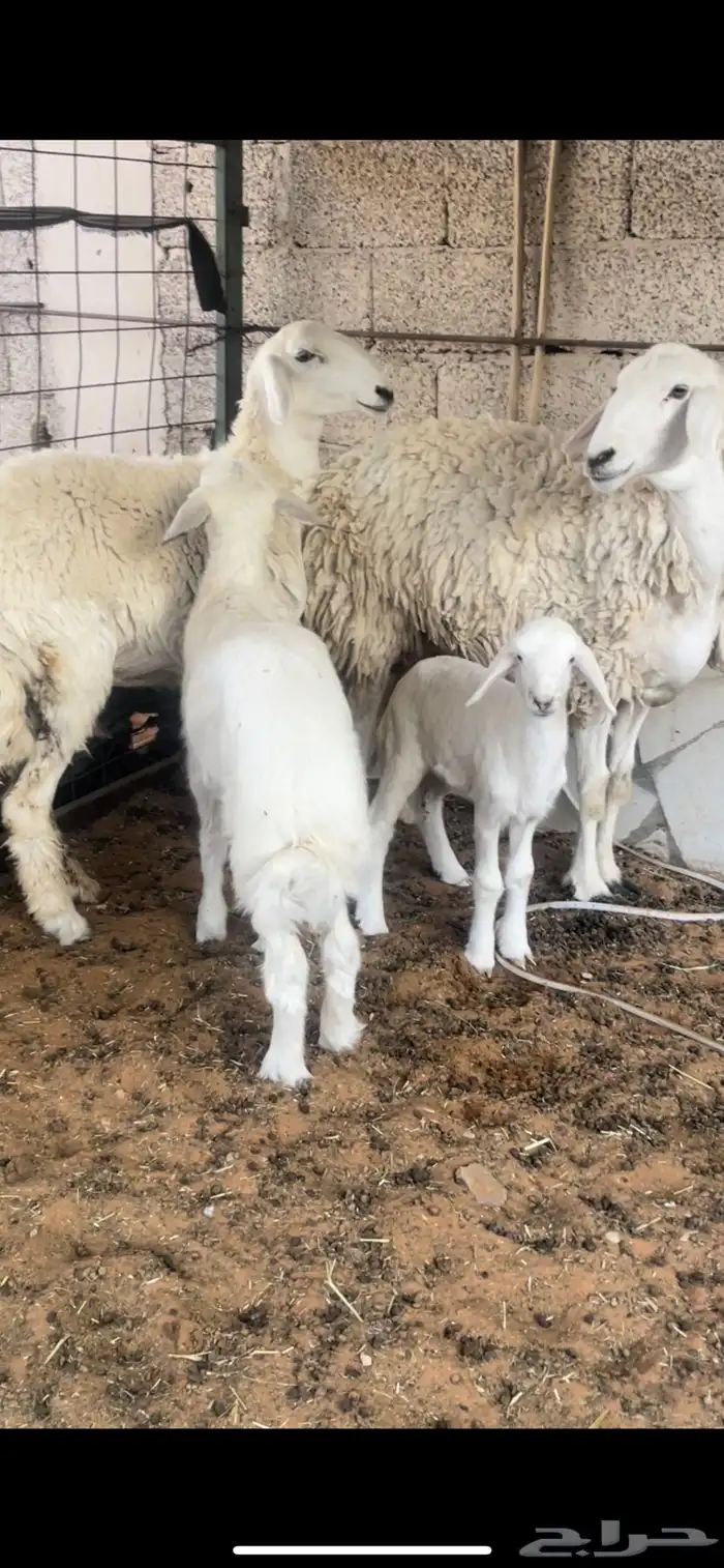 جذعه   ثنيه مواليد جروم حرش 3