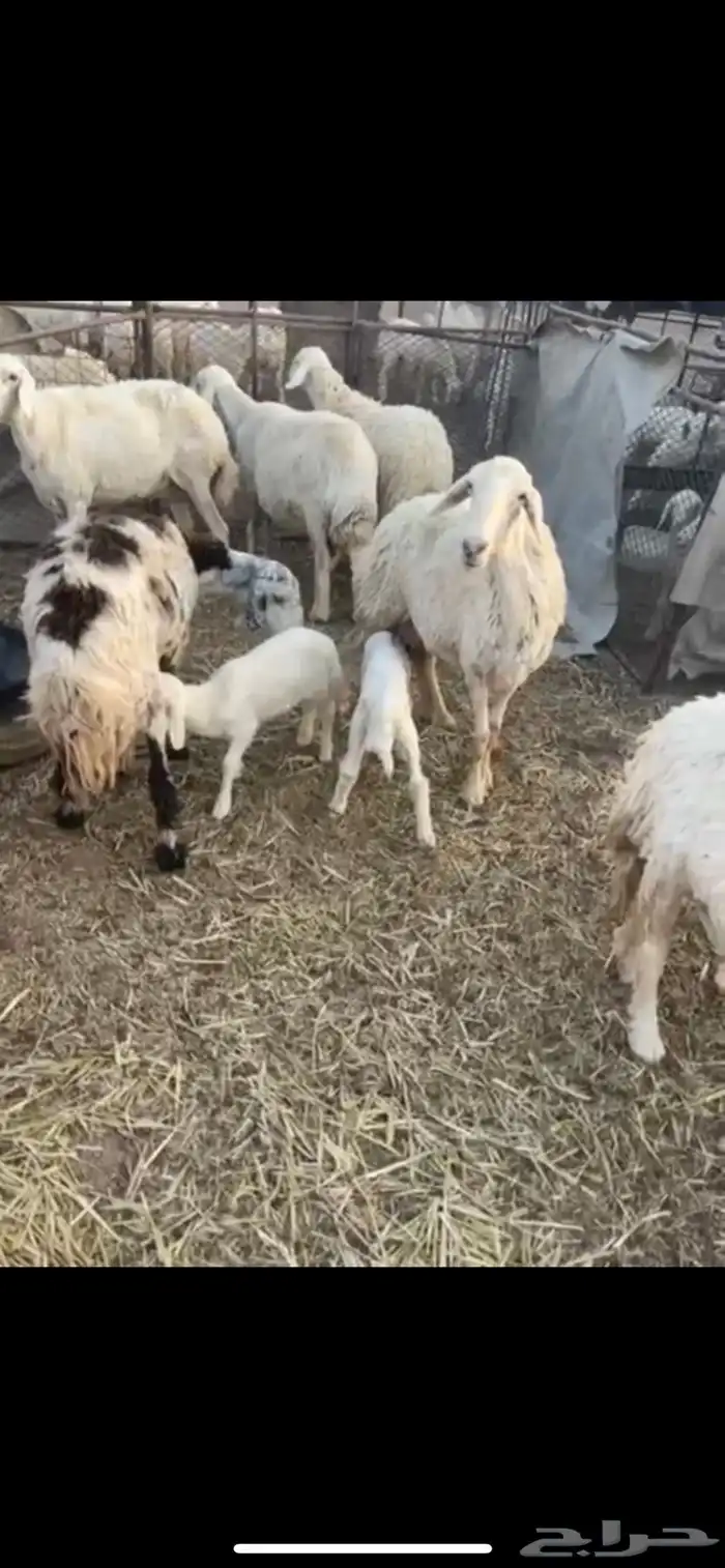 خلفات غنم 5