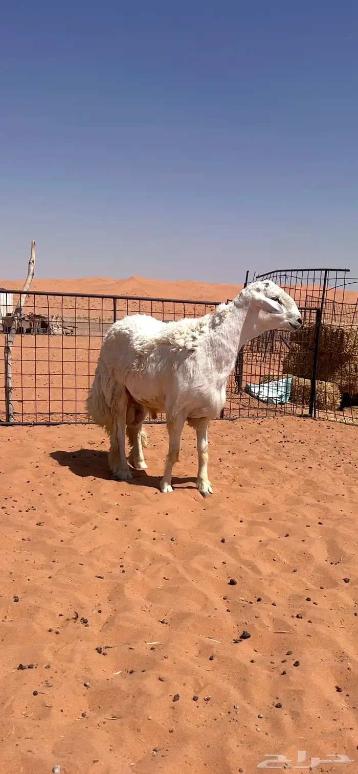 مشروع فحل حري جذع طيب ونادر جباره وارتفاع 2
