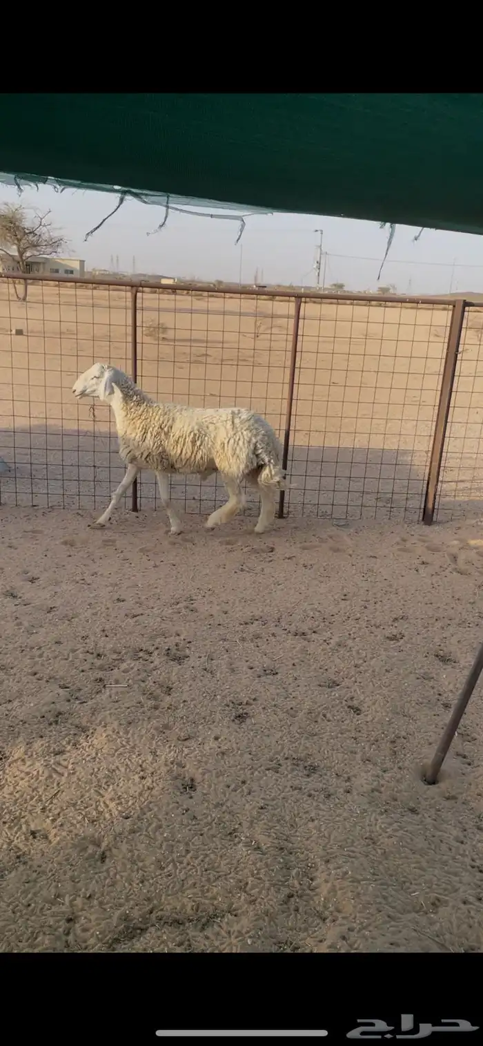 طلي حري جذع 2
