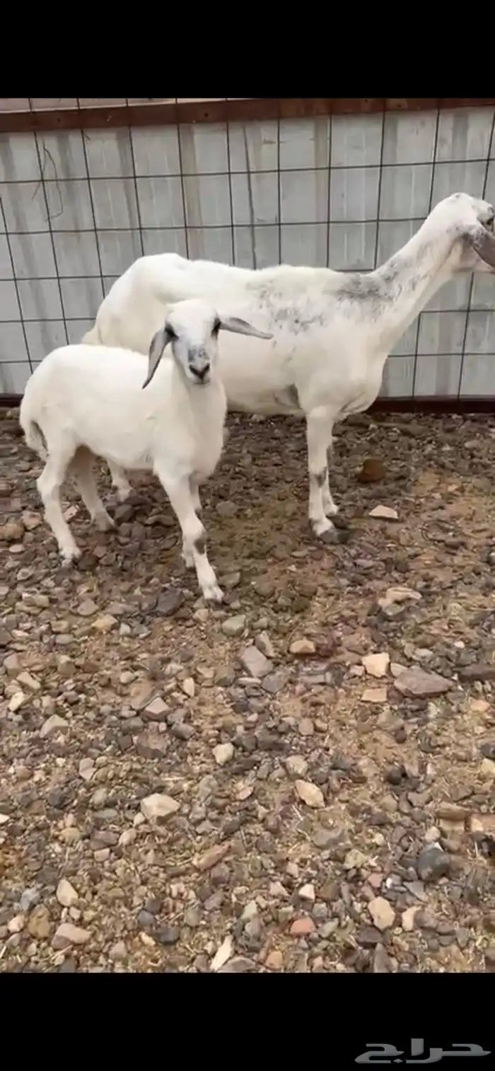 جامع تحتها طلي 3