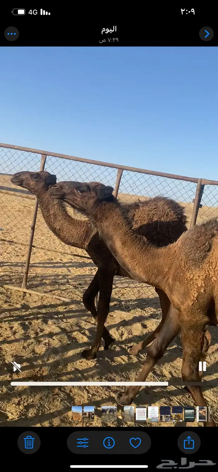 العدد4 قعودين وبكرتين 7 شهور تحت امهاتنل للبيعسوم3250 وبعي 1