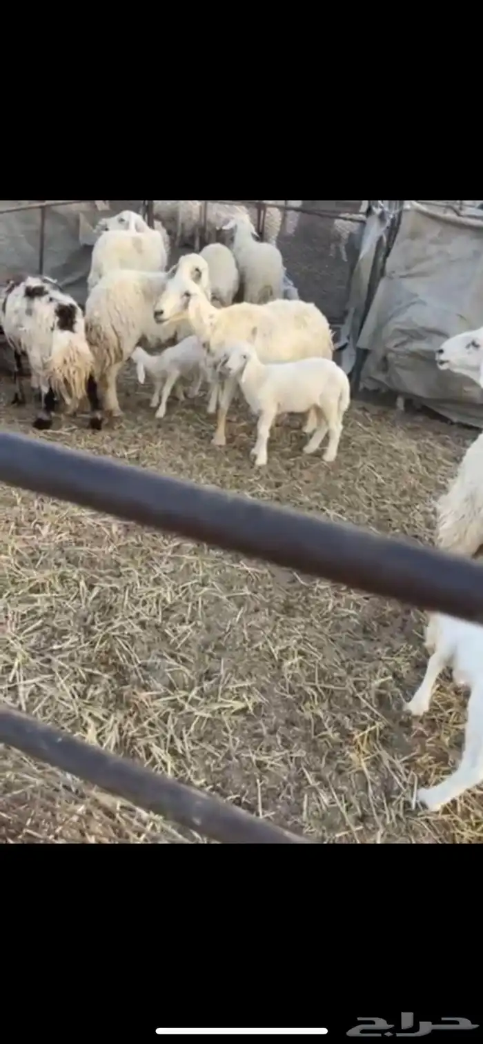 خلفات غنم 0
