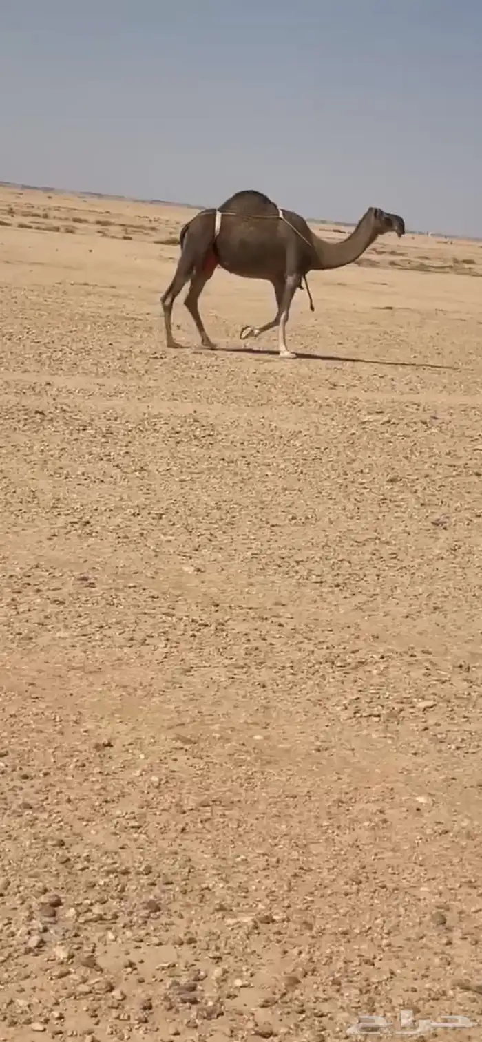 عشراء معها بكره 2