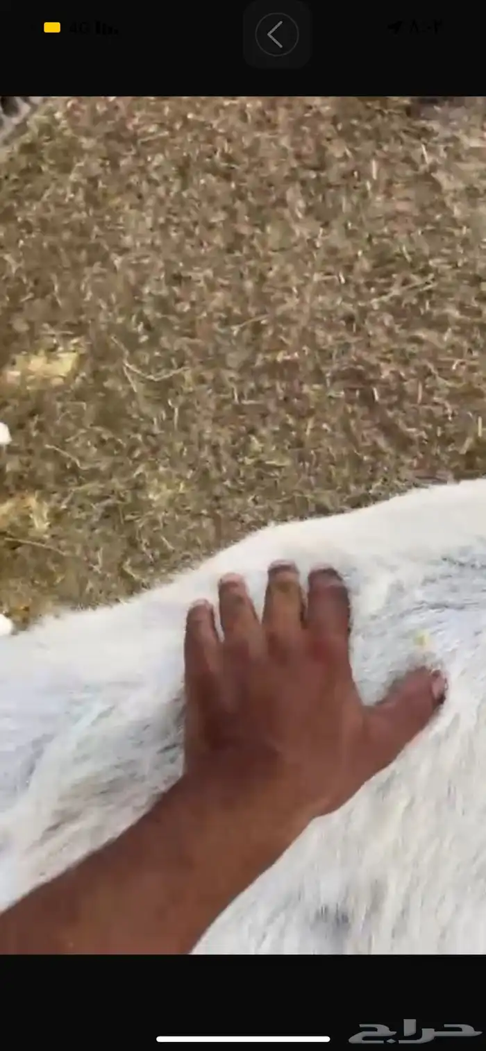 عنز معه تيس مشروكه 5