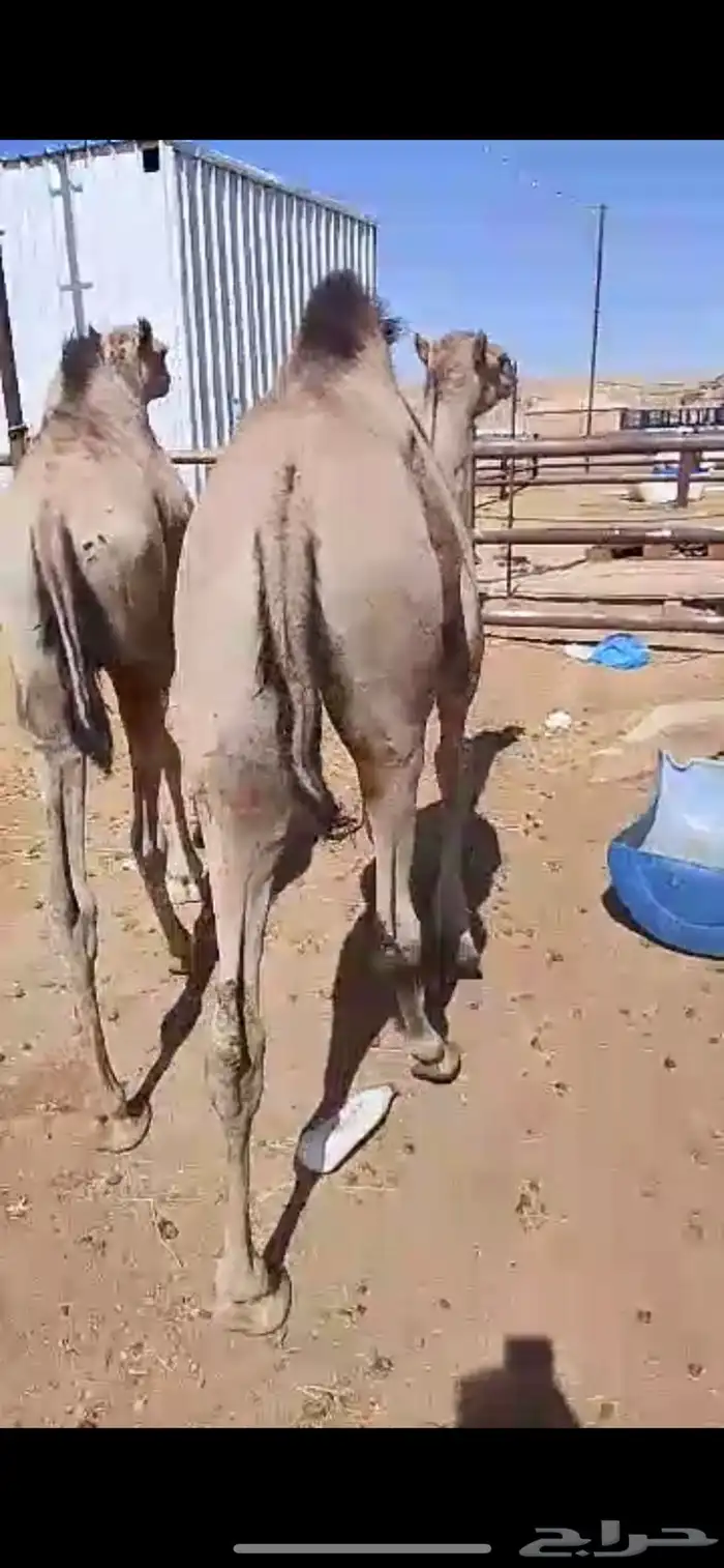 قعدان مستورد الطوقي 1