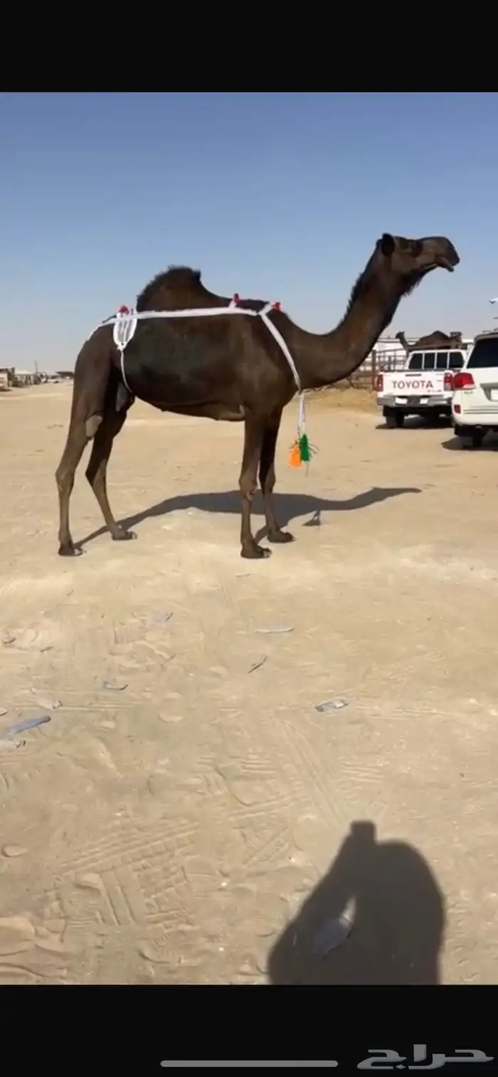عشرا سلم العذاريب 1