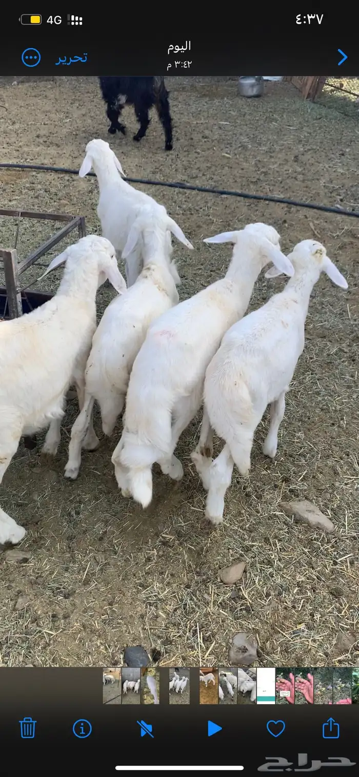 ست خرفان صحة شرط 0