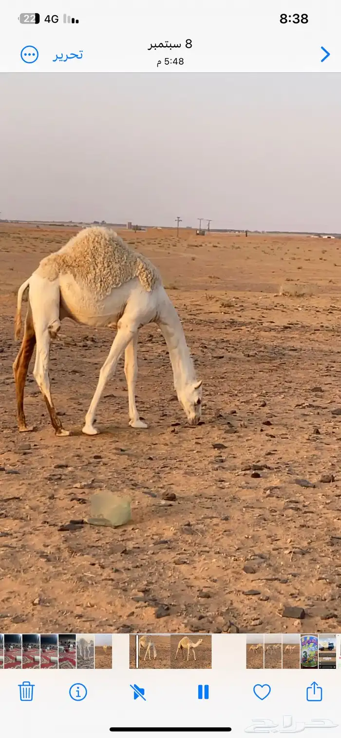 قعدان طيبه 5
