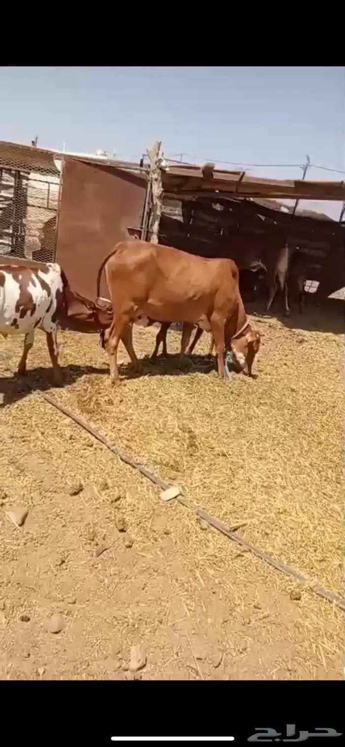 عرض خاص بقره بكر ب ( 8000 ) 2