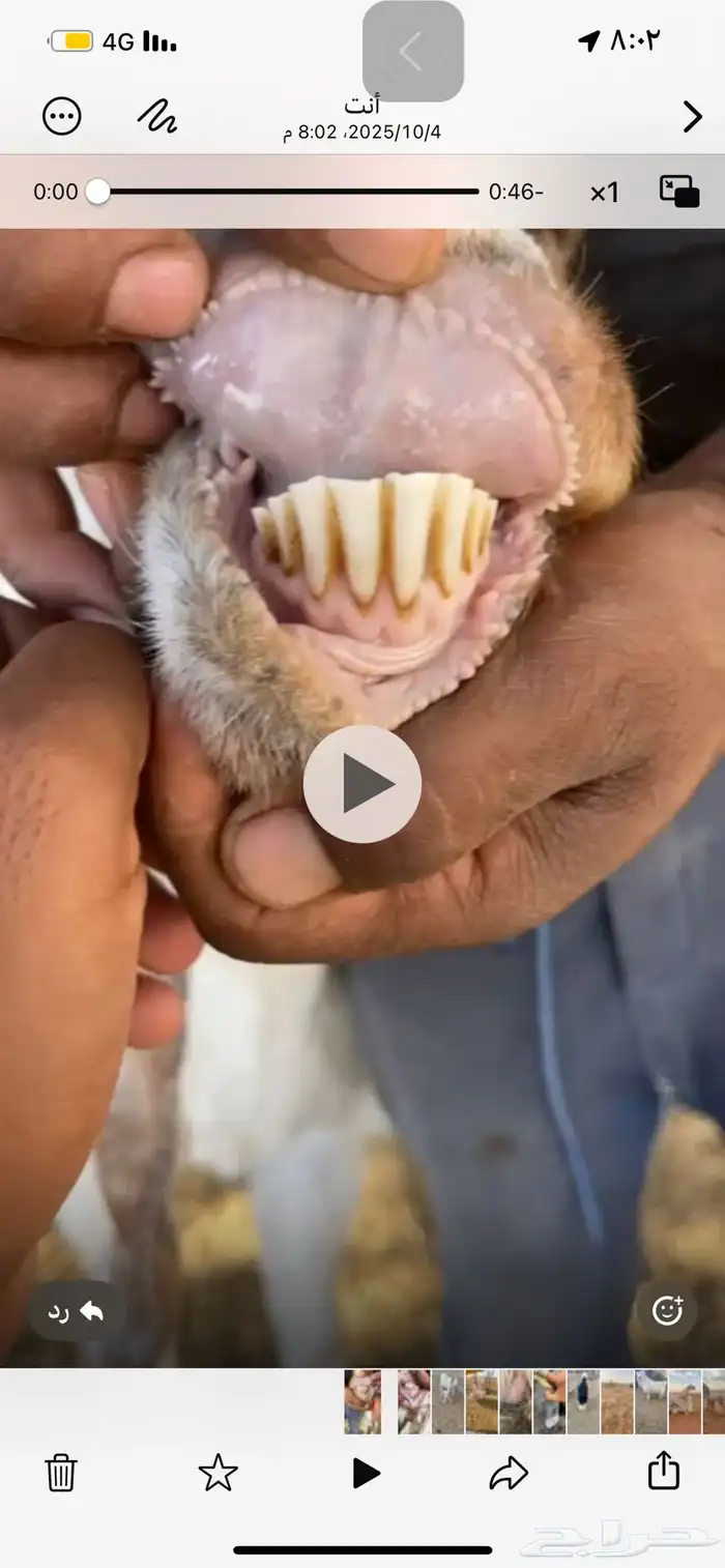 عنز معه تيس مشروكه 1