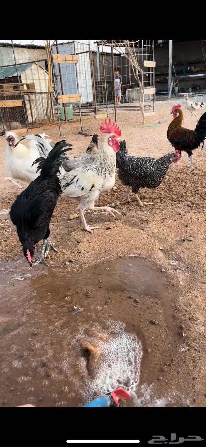 دجاج بلدي 2