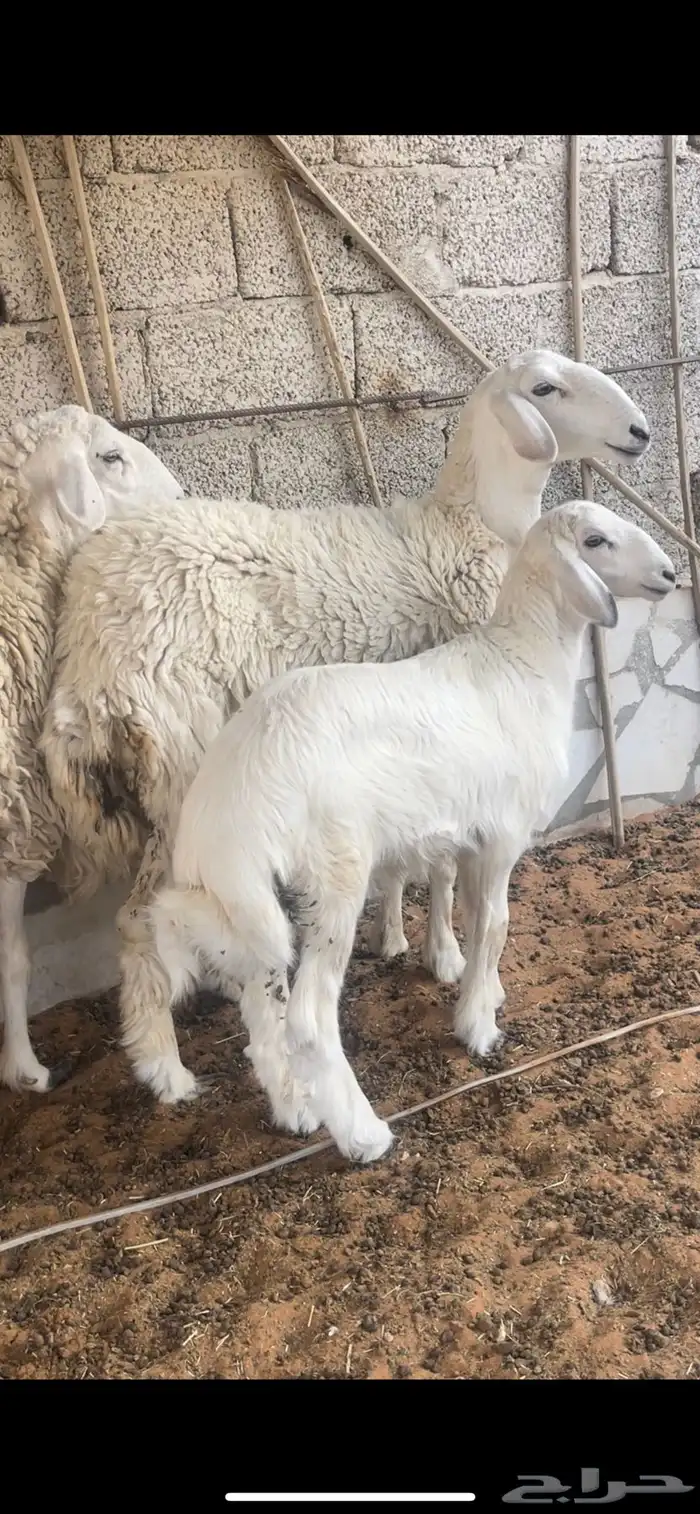 جذعه   ثنيه مواليد جروم حرش 0