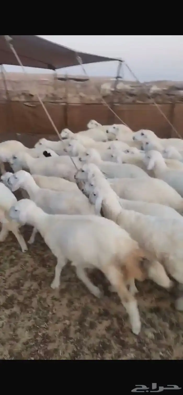 رخال حري العدد 57 0