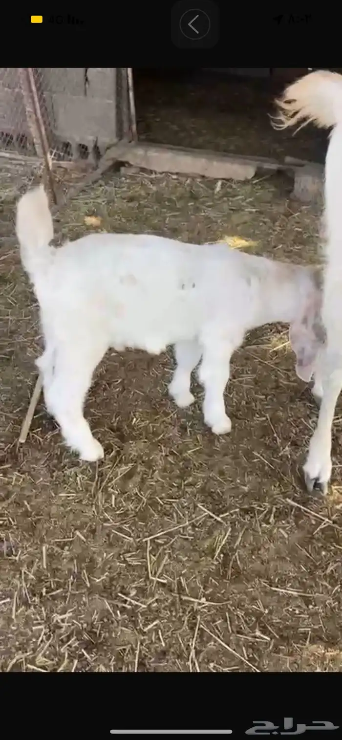 عنز معه تيس مشروكه 2