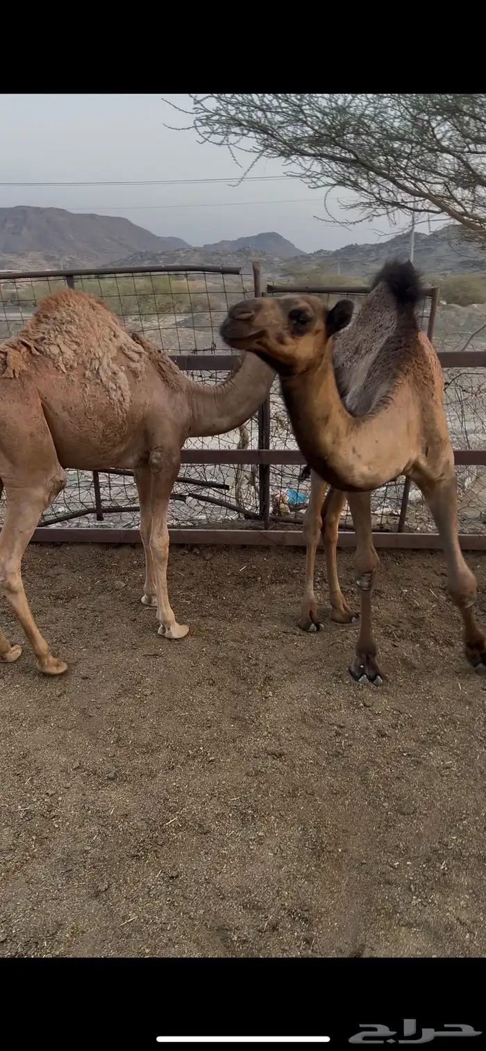 قعدان 2