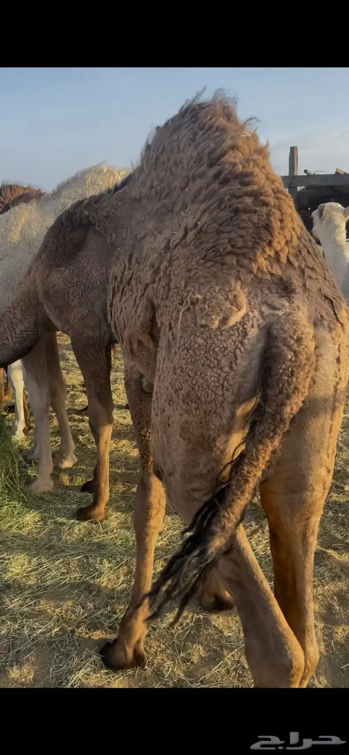 قعدان 2