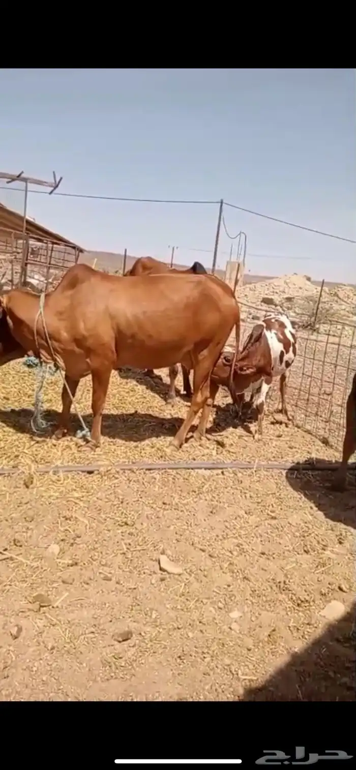 عرض خاص بقره بكر ب ( 8000 ) 1