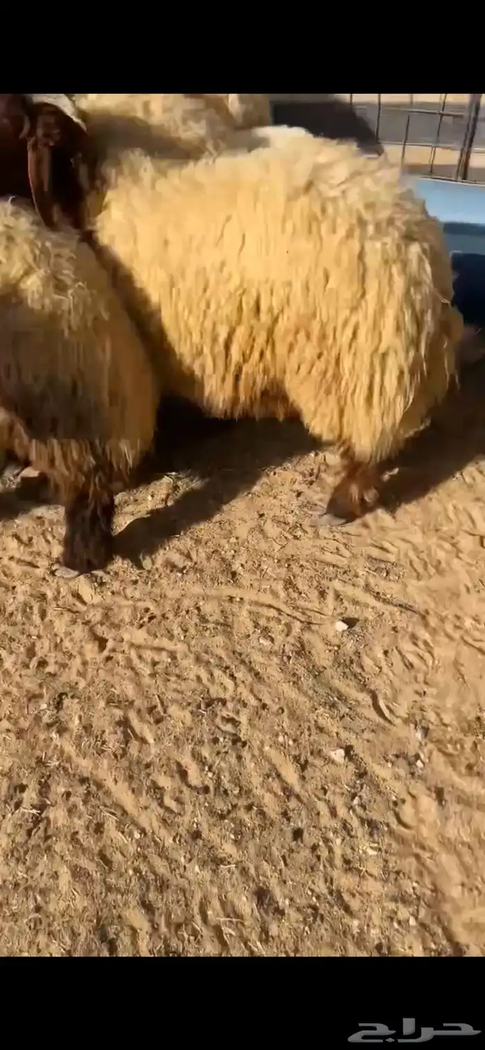 نعيم 4