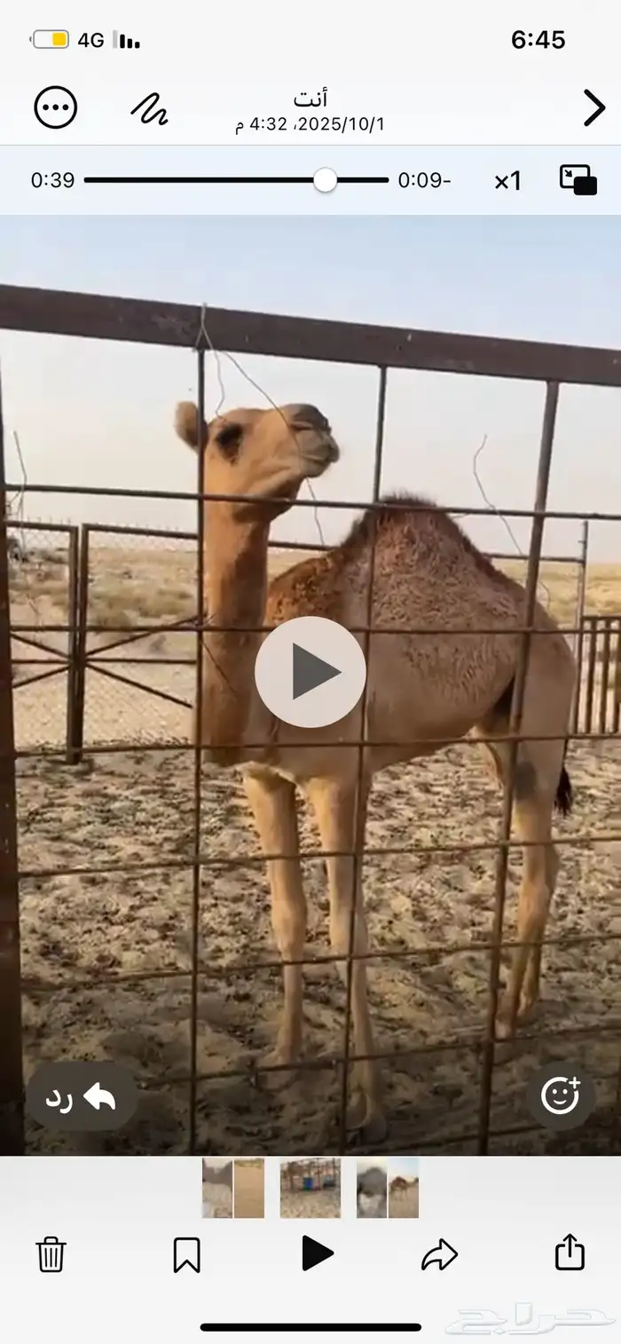 عشرا عمانيه حدرها قعود 0
