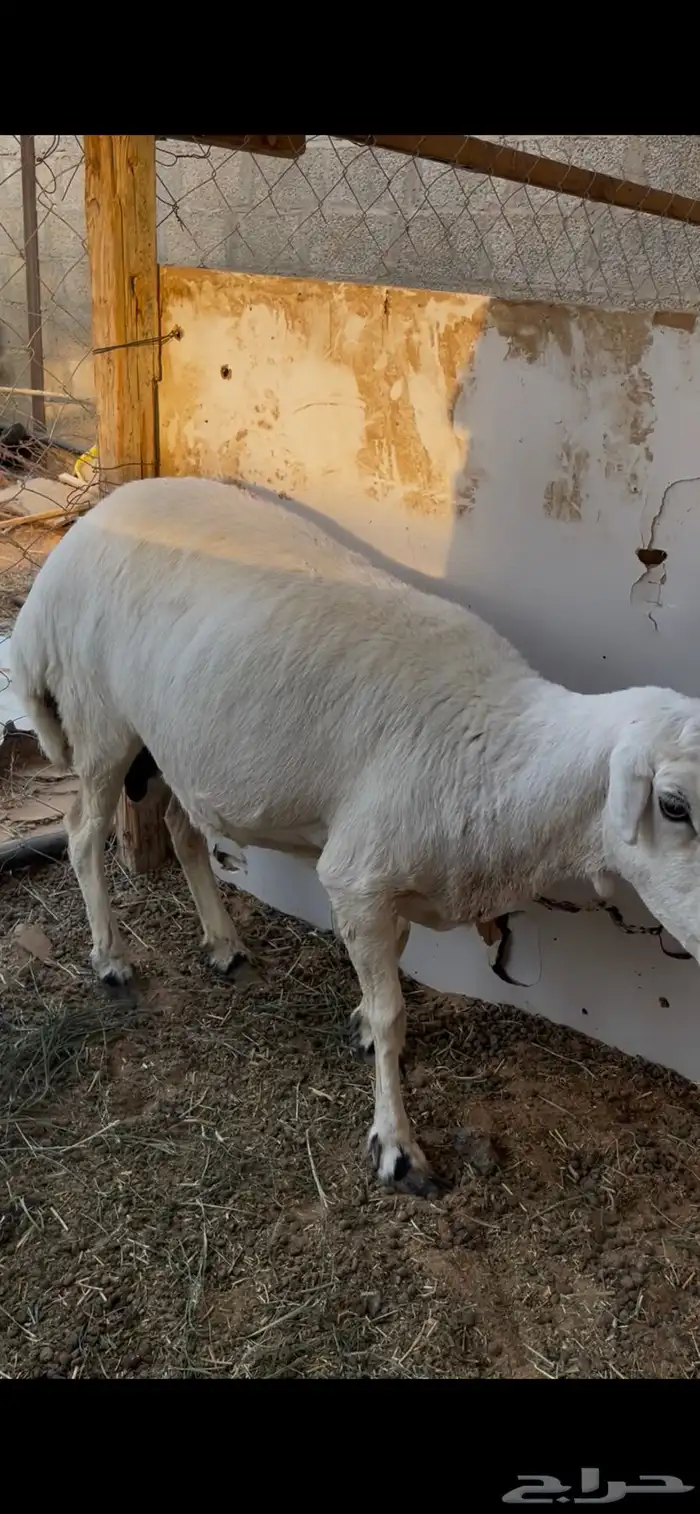 حريه حايل للبيع 2