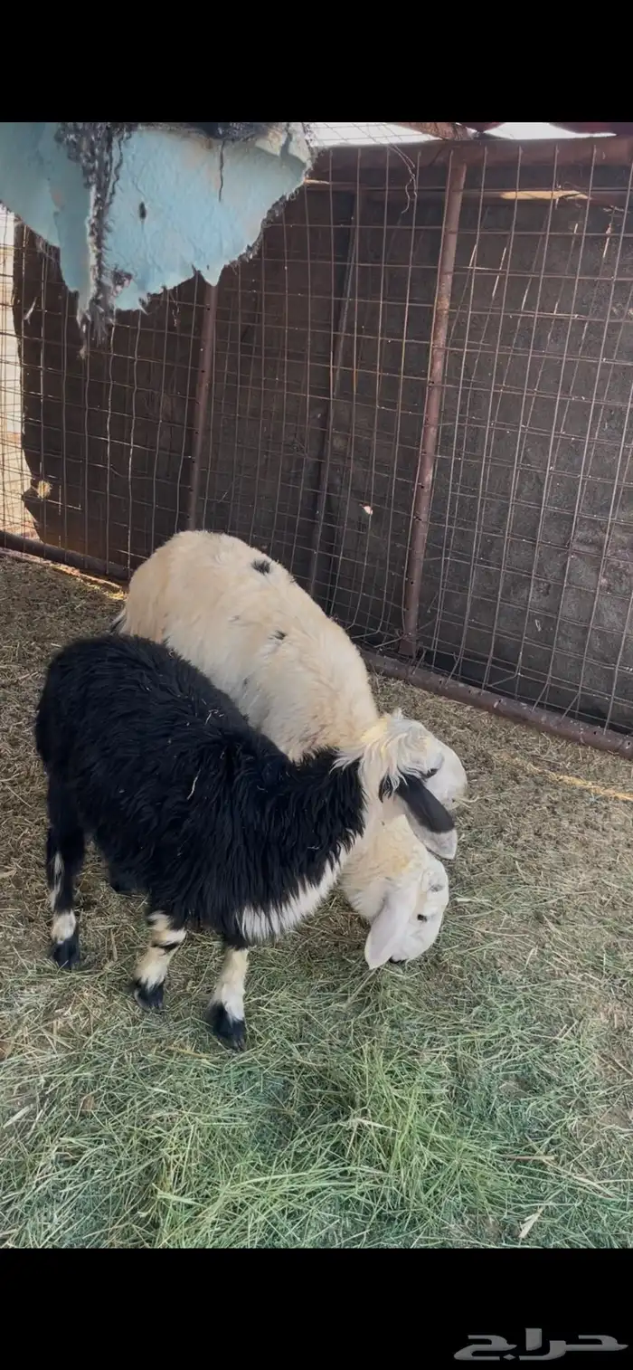 للبيع بهم نجد 2