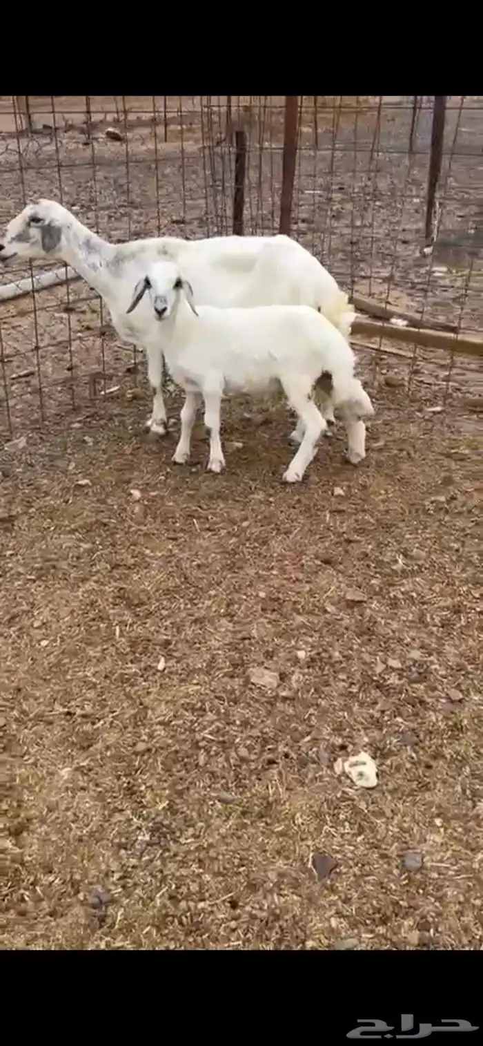 جامع تحتها طلي 1