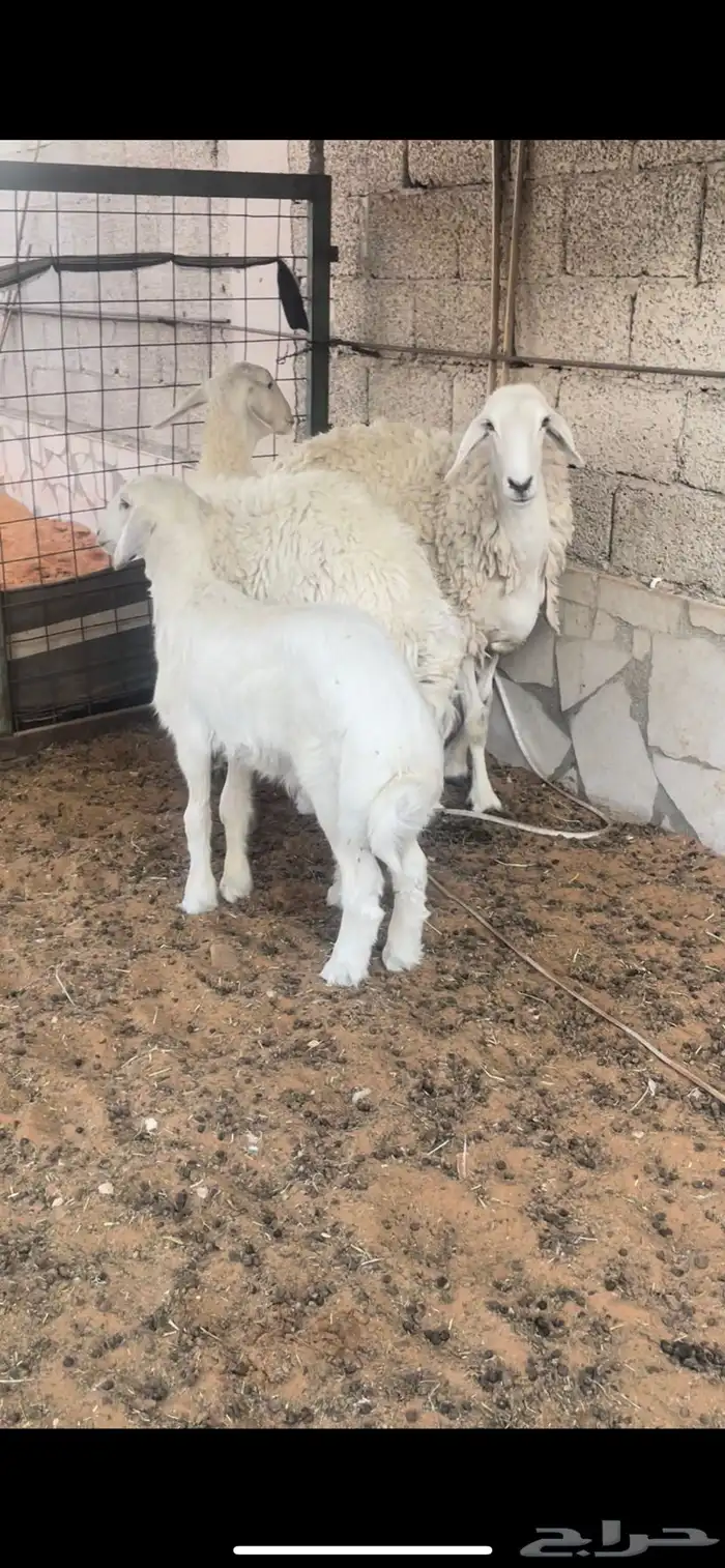 جذعه   ثنيه مواليد جروم حرش 6