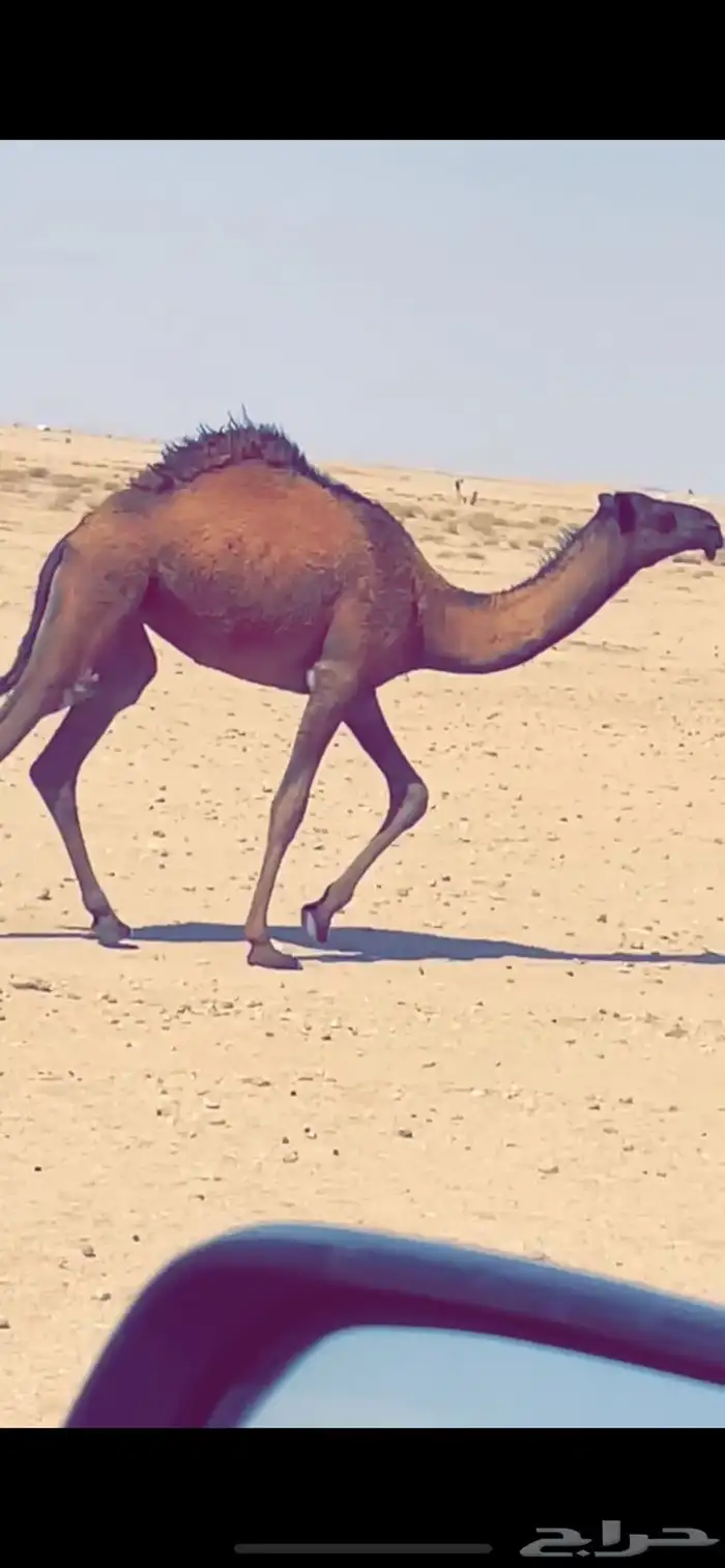 عشراء معها بكره 1