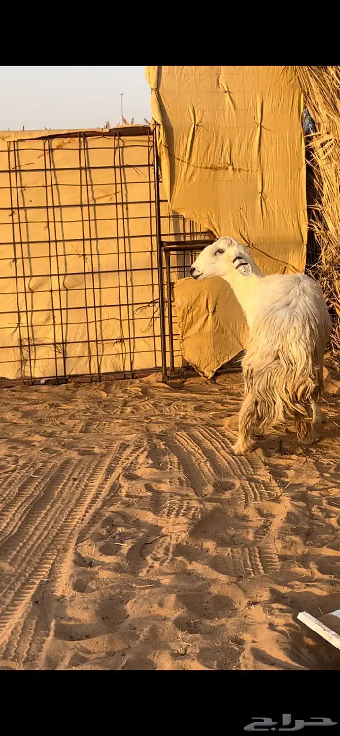 حريه كفو تحتها خروف ثنيه وادي الدواسر 1