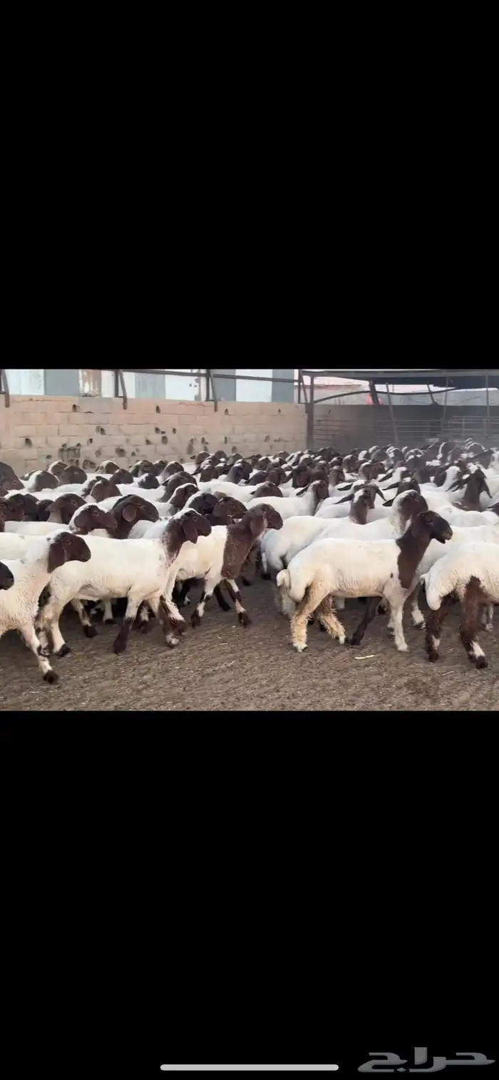 جذعات نعيم مقاني 0